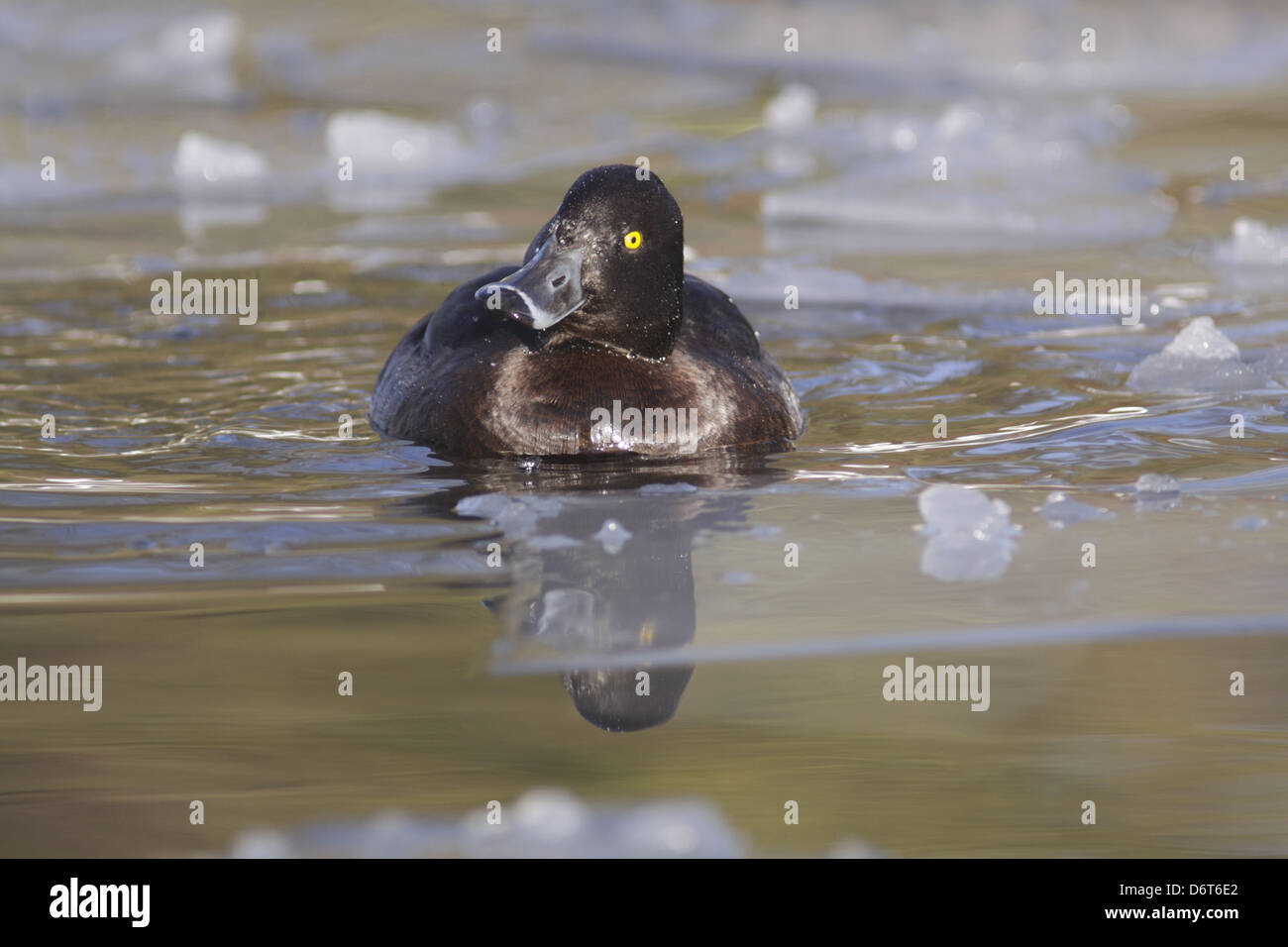 Erwachsenes Weibchen Reiherenten (Aythya Fuligula), Schwimmen im See, umgeben von gebrochenem Eis, West Yorkshire, England, Januar Stockfoto