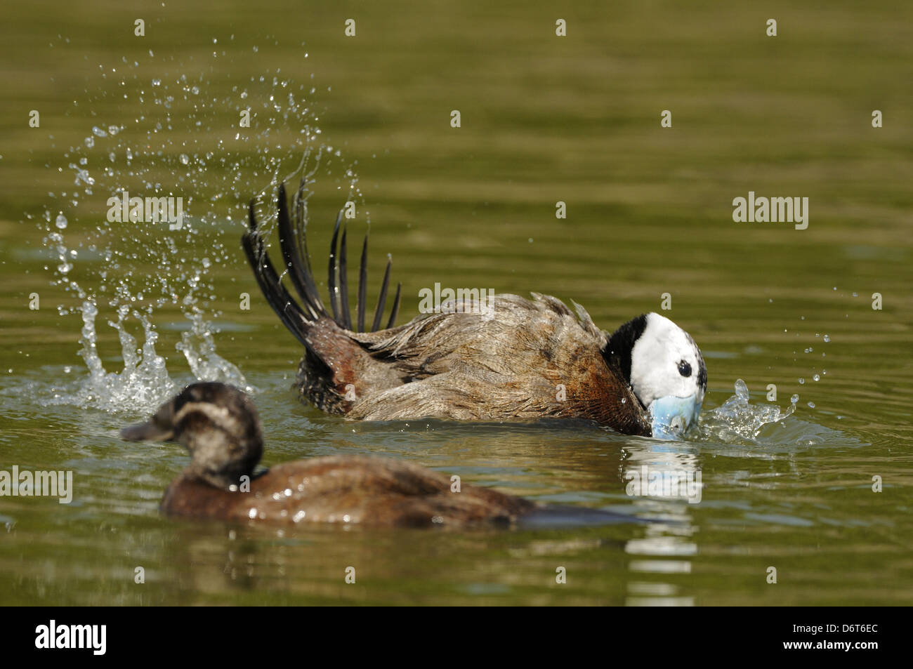 Gescheckte Ente (Oxyura Leucocephala) Erwachsene männlich zu weiblich, auf dem Wasser (Captive) anzeigen Stockfoto