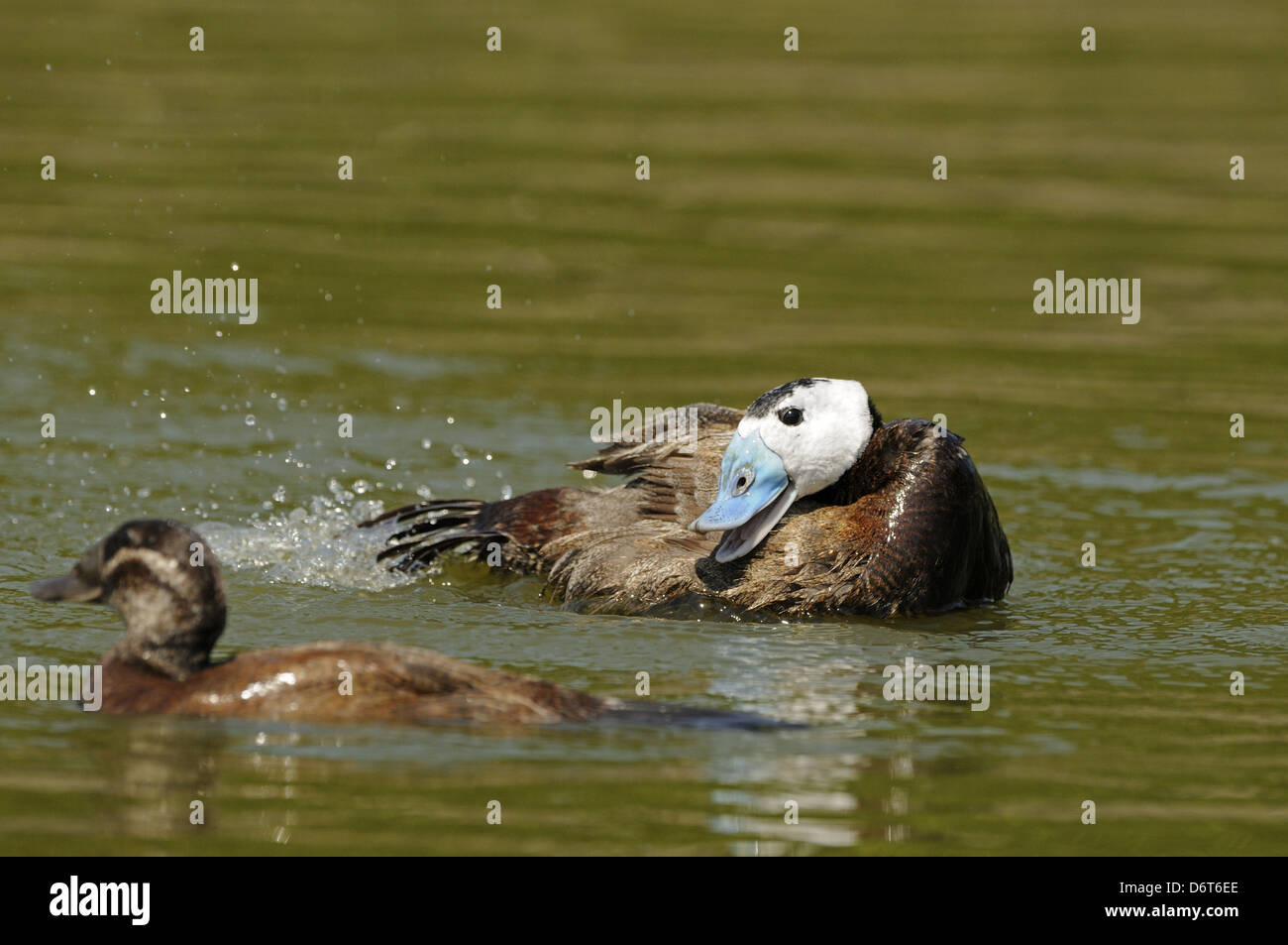 Gescheckte Ente (Oxyura Leucocephala) Erwachsene männlich zu weiblich, auf dem Wasser (Captive) anzeigen Stockfoto