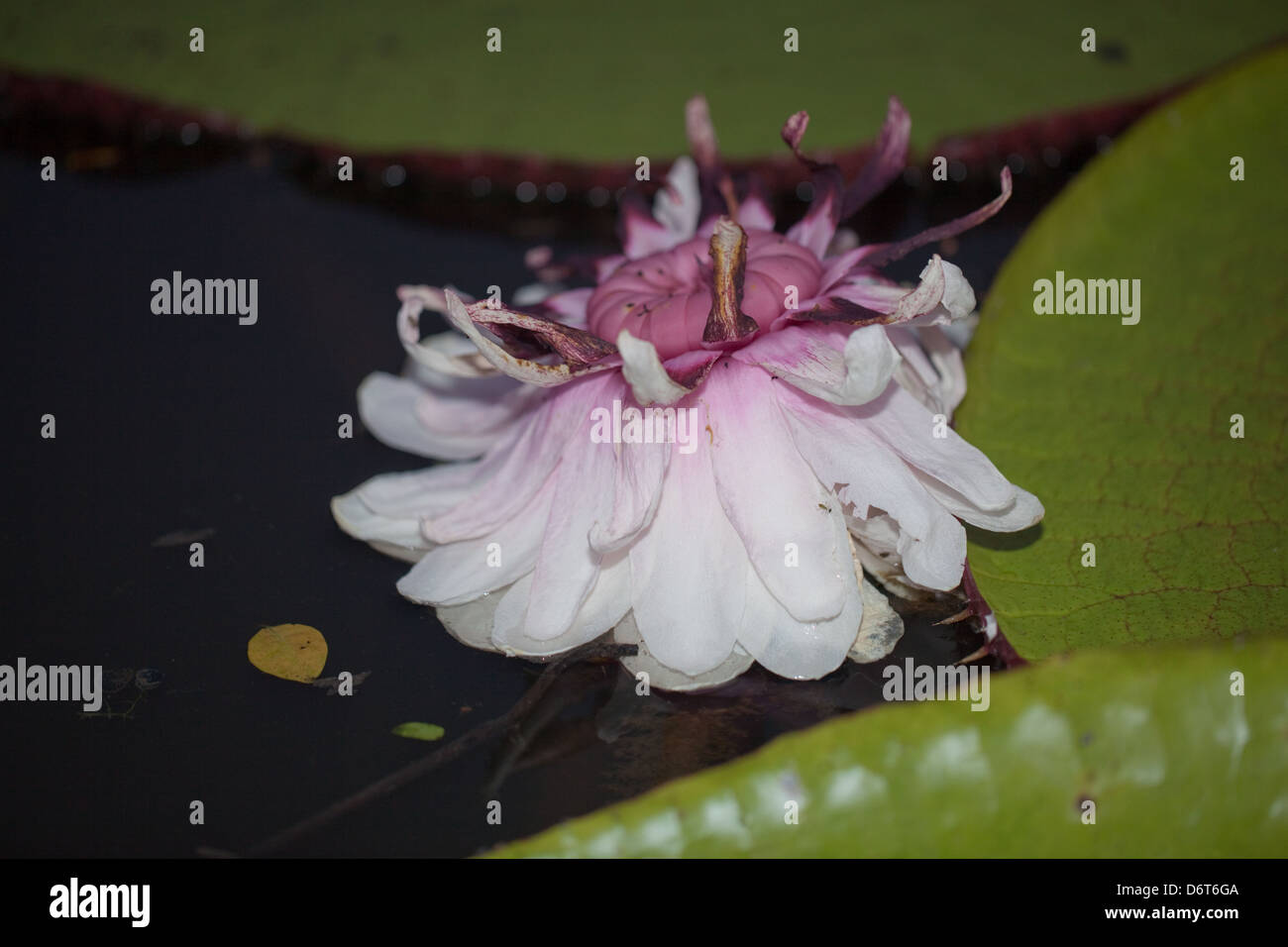 Riesen Waterlily (Victoria Amazonica). Blüte in Pools im angrenzenden Wald. Rosa Farbe der Blume zweite Nacht der Öffnung. Stockfoto