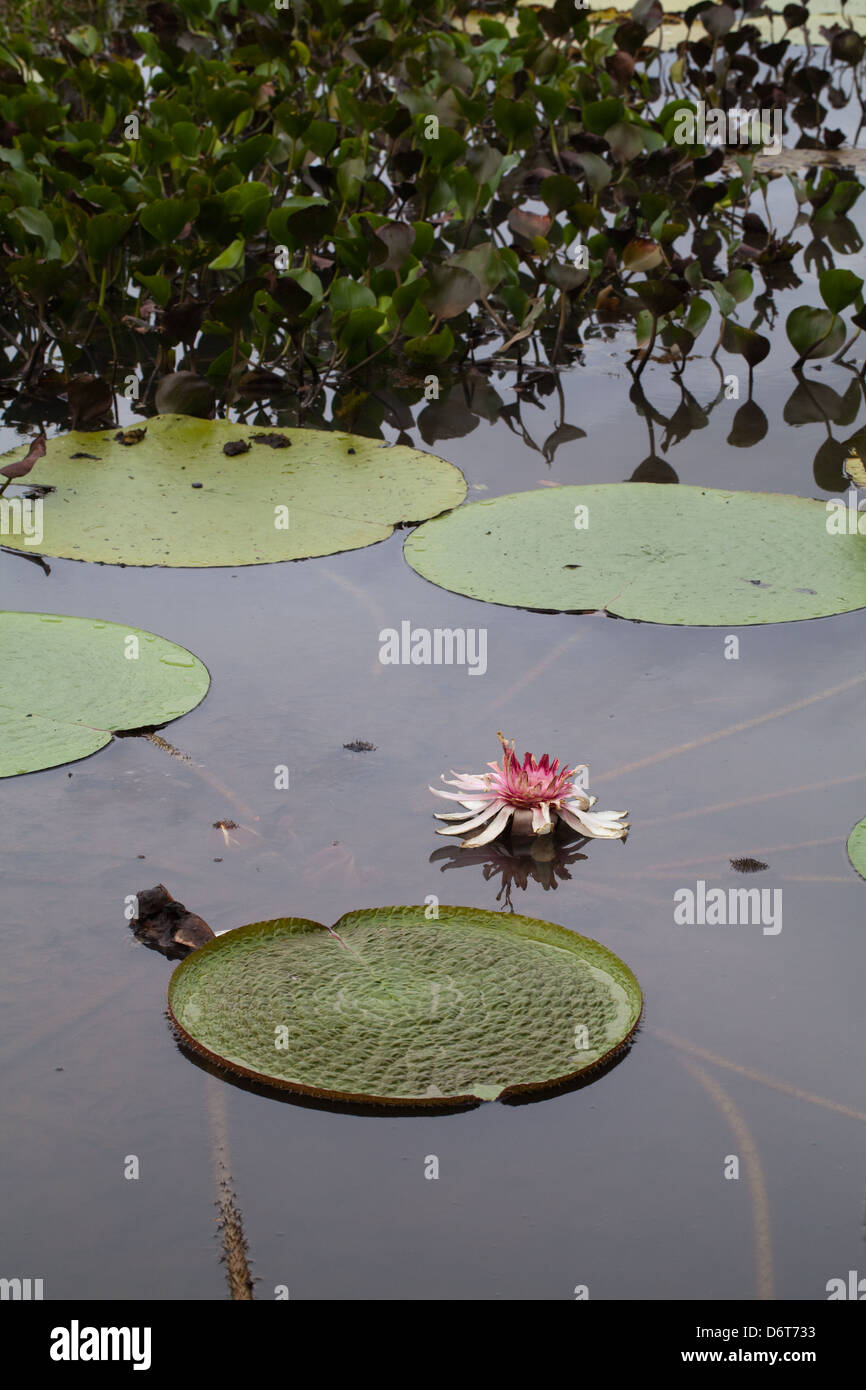 Riesen Waterlily (Victoria Amazonica). Rosa Blume jetzt, nach der Befruchtung. War für die erste Nacht nach der Eröffnung weiß. Stockfoto