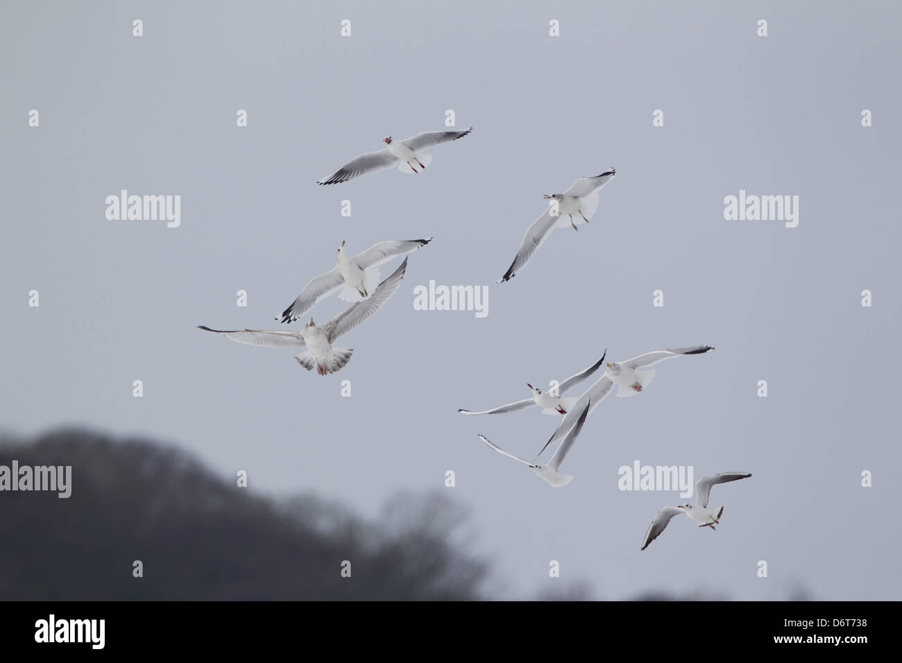 Black-headed Gull Larus Ridibundus Erwachsenen Winterkleid im Flug gejagt von anderen Black-Headed Möwen Silbermöwen Larus Stockfoto