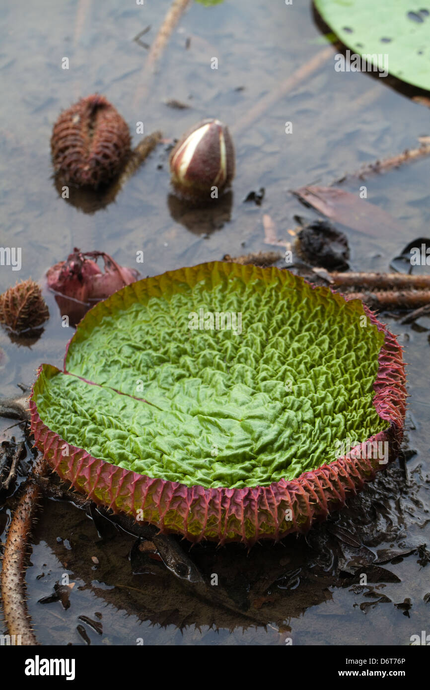 Riesen Waterlily (Victoria Amazonica). Neue, junge Blatt oder Pad unfurling. Karanambu Ranch und Reservierung. Nord-Fisch. Guyana. Stockfoto