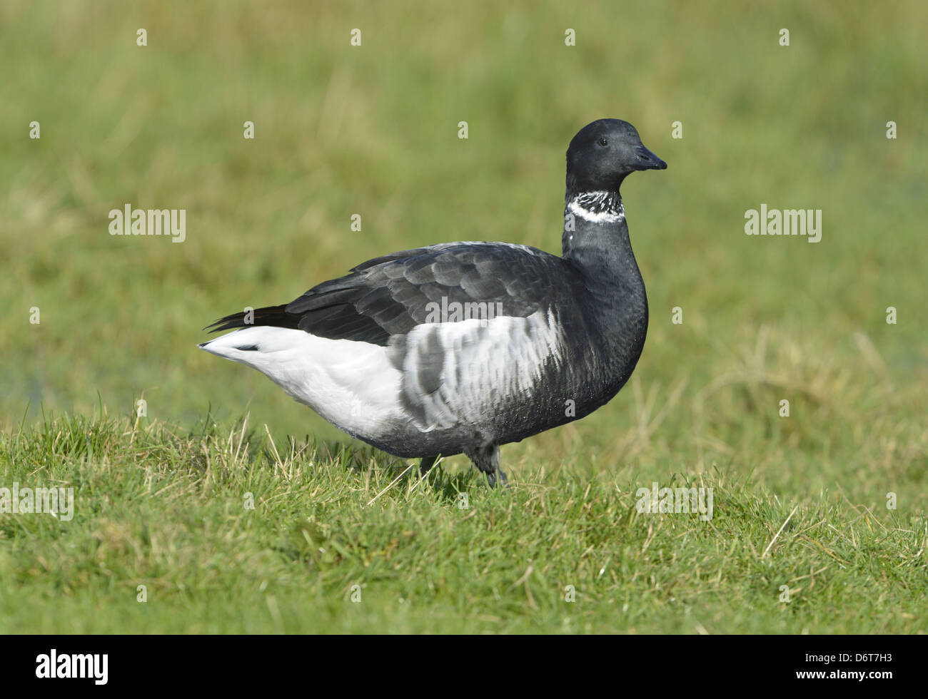Black Brant (Brent) - Branta Bernicla nigricans Stockfoto