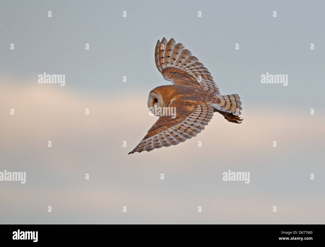 Schleiereule (Tyto Alba) Erwachsenen, während des Fluges im frühen Morgenlicht, Norfolk, England, Januar Stockfoto