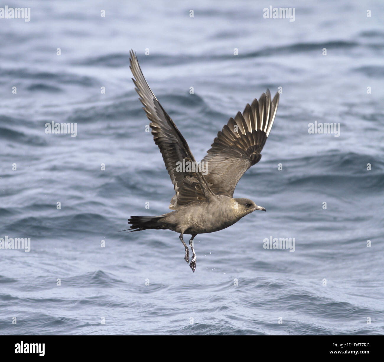 Arctic Skua Stercorarius Parasiticus im Flug Stockfoto