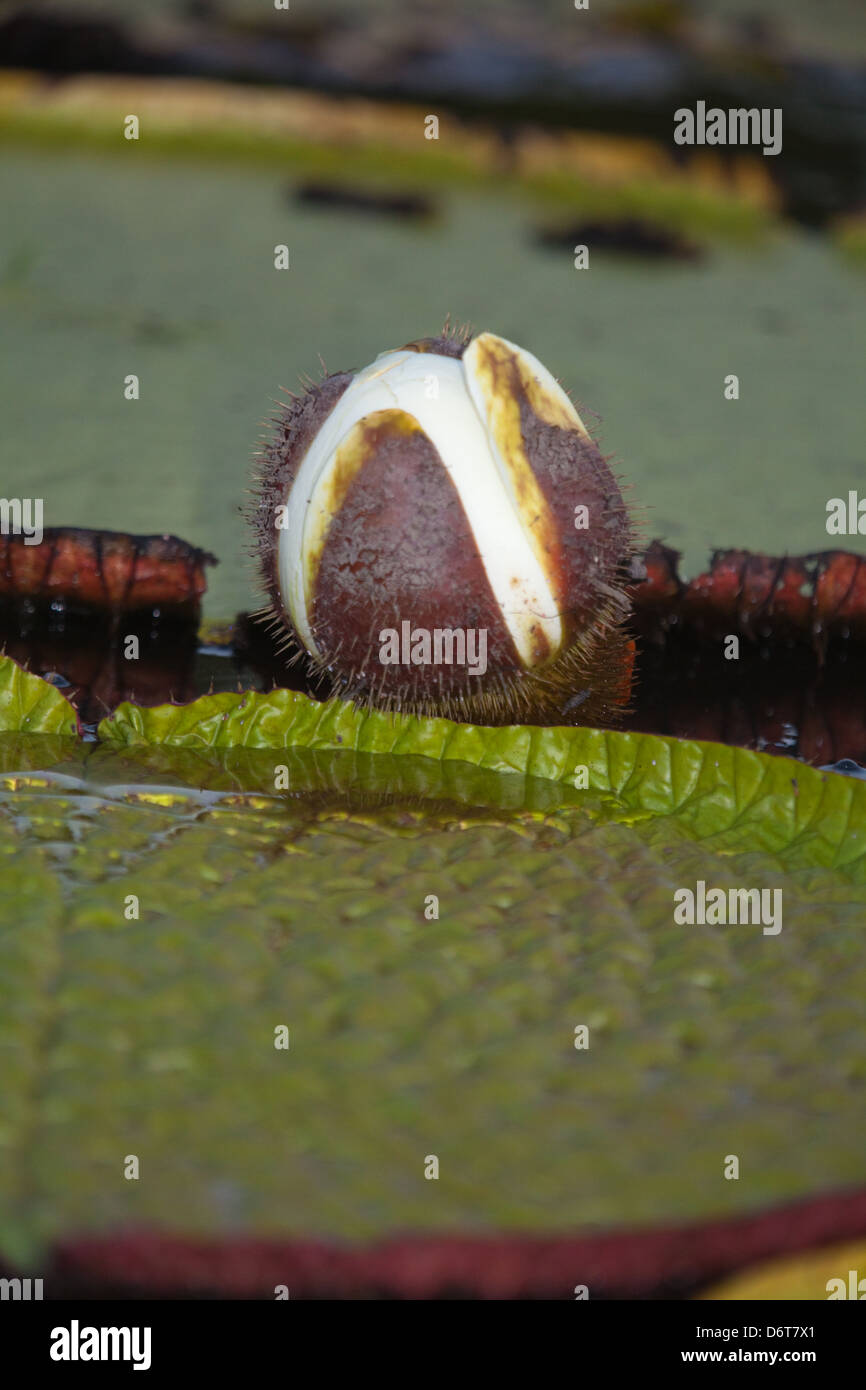 Riesen Waterlily (Victoria Amazonica). Blume-Eröffnung in den frühen Abend und werden für die erste Nacht weiß. Guyana. Stockfoto