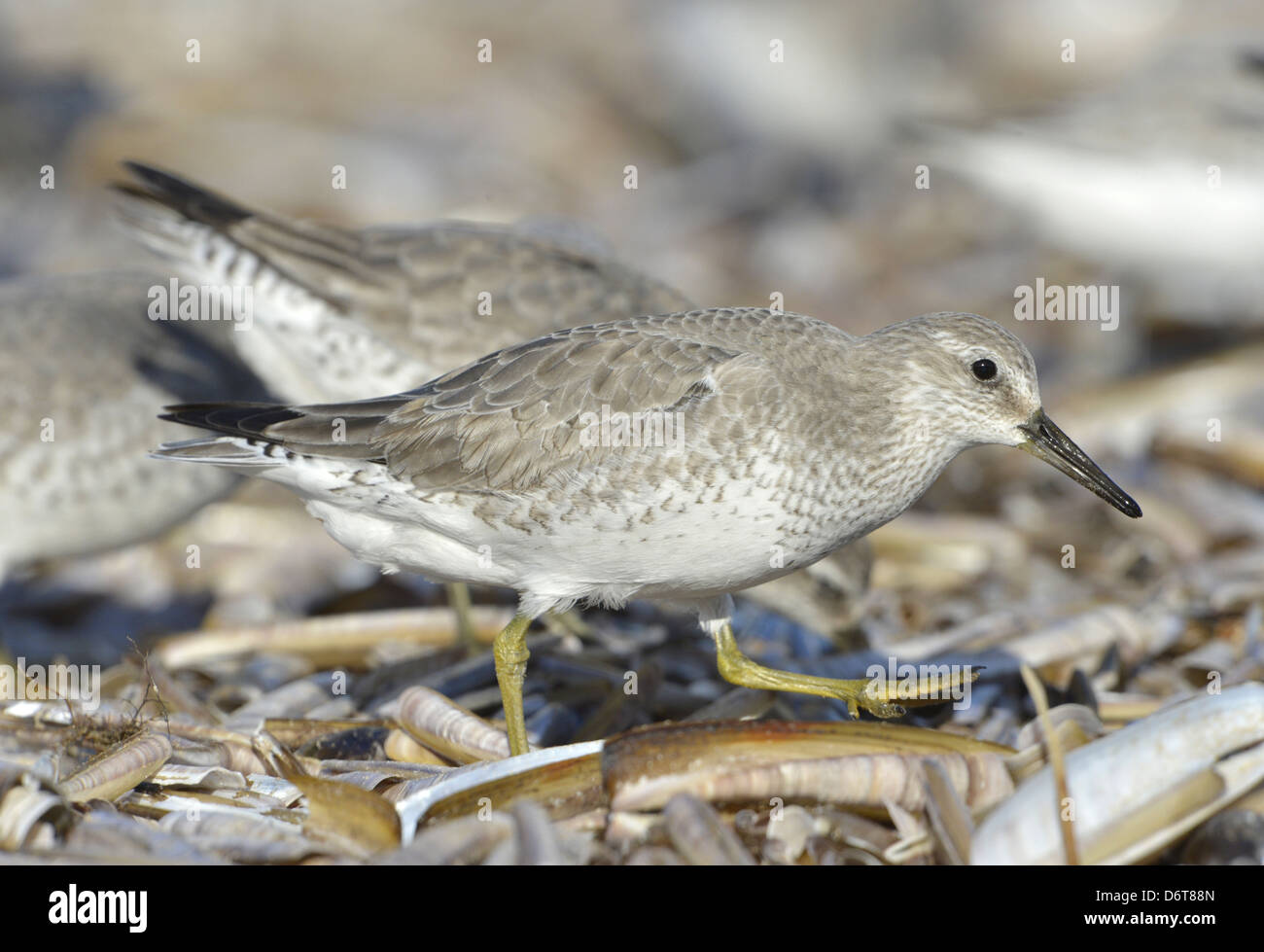 Knoten Calidris canutus Stockfoto