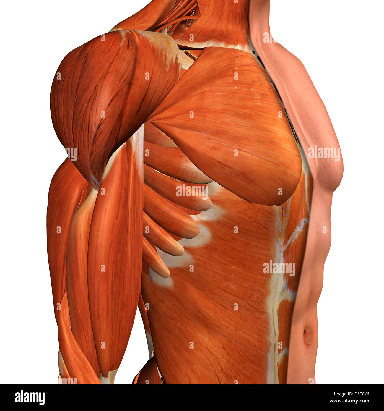 Querschnitt Anatomie der männlichen Brust, Bauch und Leistengegend Muskeln Stockfoto