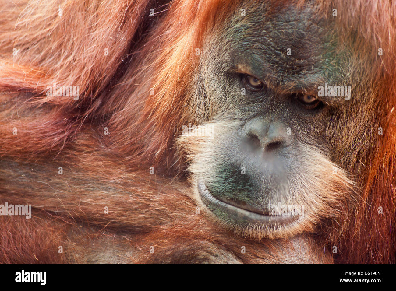 USA, Kalifornien, San Diego Zoo, Orang-Utan Stockfoto