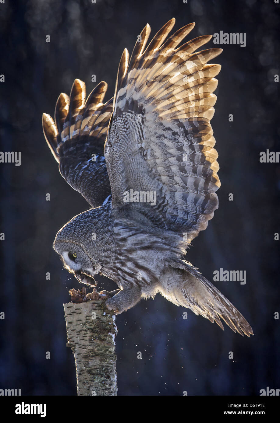 Kder eule -Fotos und -Bildmaterial in hoher Auflsung  Alamy