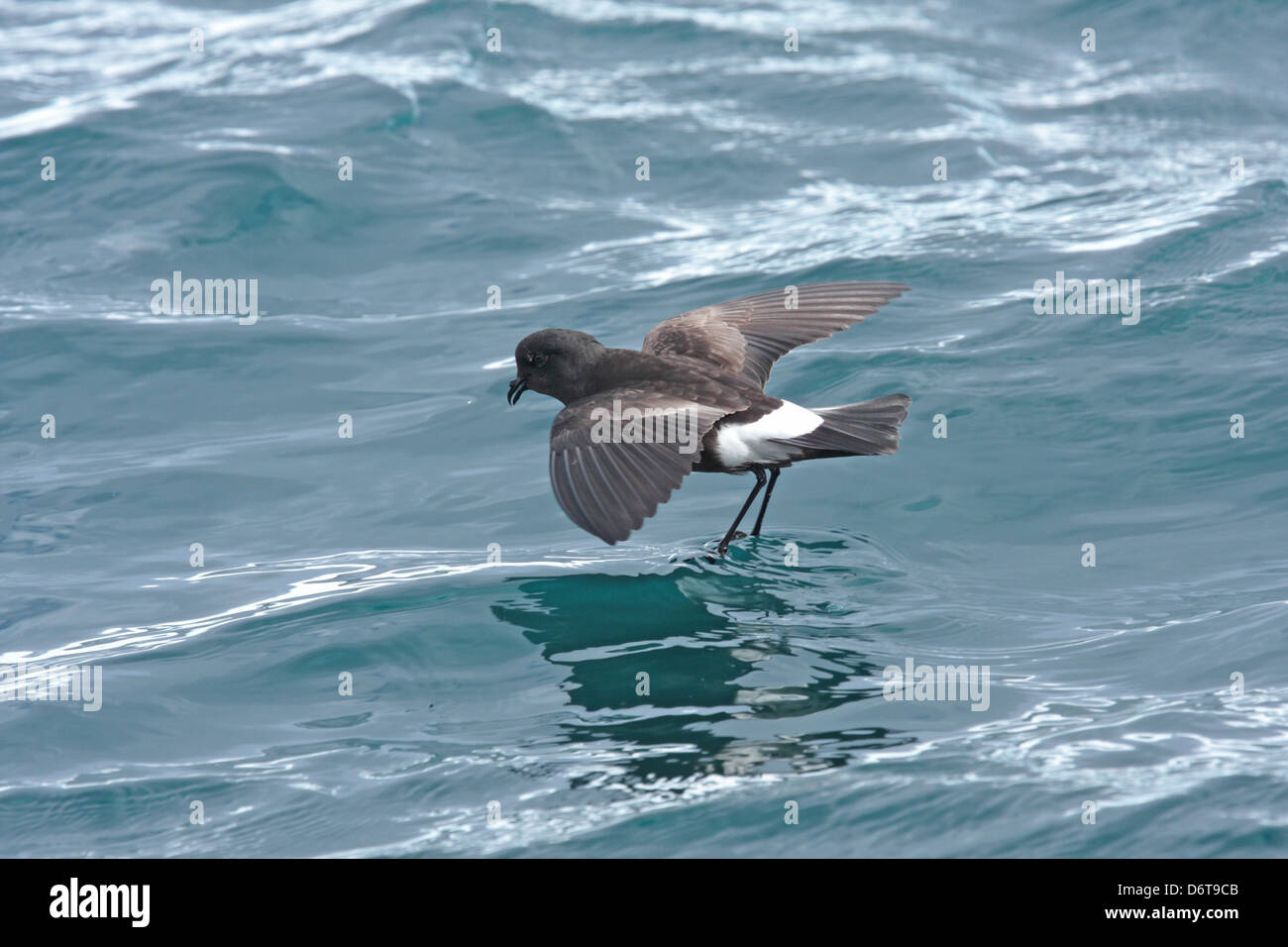 Wilsons Sturmvogel Oceanites Oceanicus Exasperatus Erwachsenen im Flug über Meer Almirante Brown antarktischen Halbinsel Antarktis Stockfoto