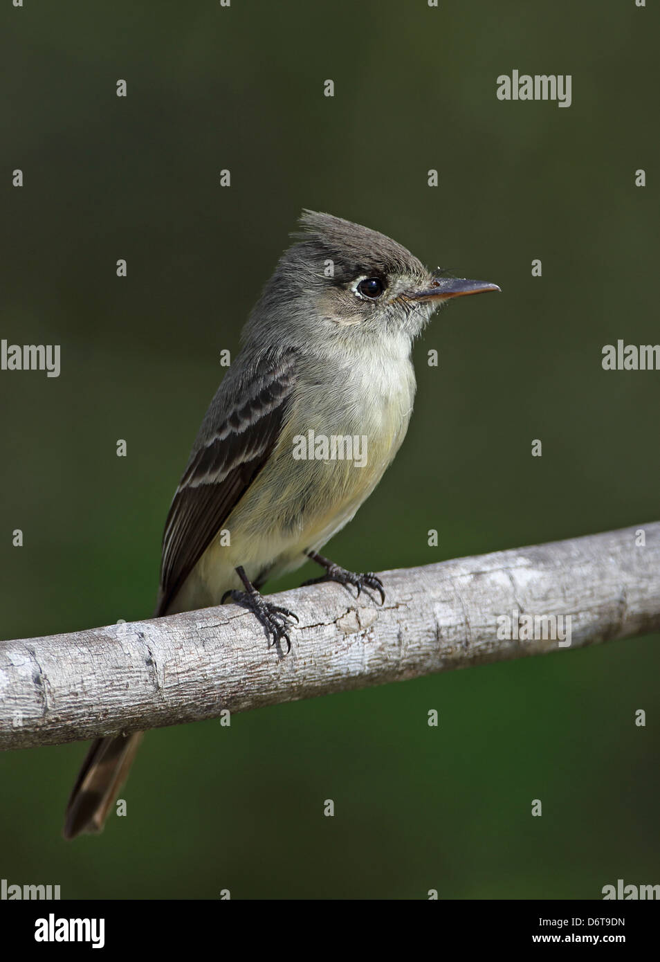 Kubanische Peewee Contopus Caribaeus Caribaeus Erwachsene thront auf Zweig Cayo Coco Jardines del Rey Ciego de Avila Provinz Kuba März Stockfoto