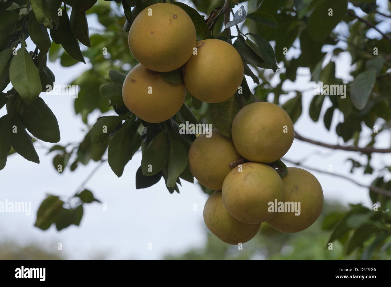 Grapefruit (Citrus X Paradis). Cluster der Früchte Reifen an einem Baum. Kultivierte Hybrid Zitrusfrucht Baum hier wächst in Guyana. Stockfoto