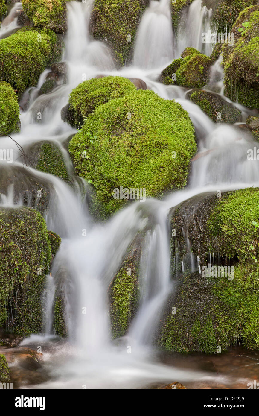 USA, Washington State, unbenannten Bach, Quinault River Valley, Olympic Nationalpark Stockfoto