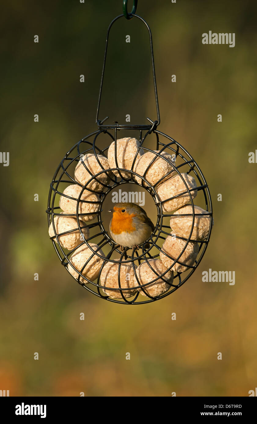 Rotkehlchen (Erithacus Rubecula) Erwachsenen, Fütterung, thront auf hängende Fette Kugel Futterhaus, Merseyside, England, Dezember Stockfoto