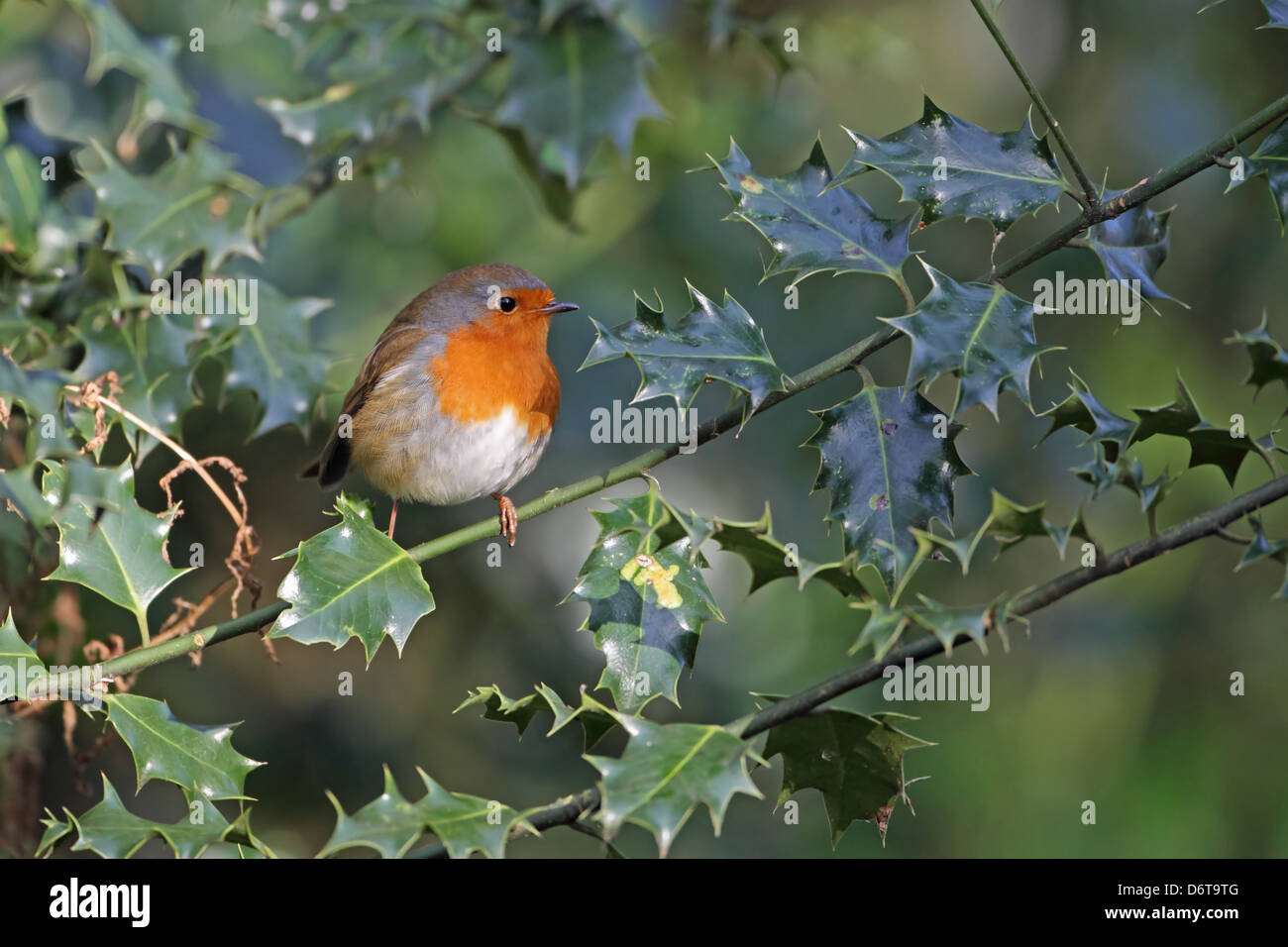 Rotkehlchen Erithacus Rubecula Erwachsenen gehockt Holly Zweig Whitlingham Country Park River Yare The Broads Norfolk England Stockfoto