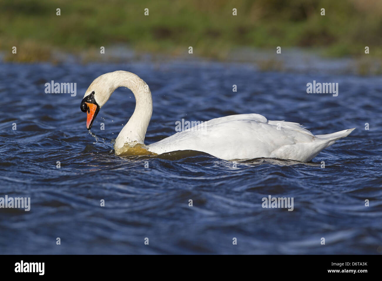 Höckerschwan (Cygnus Olor) Männchen, Schwimmen im Teich mit