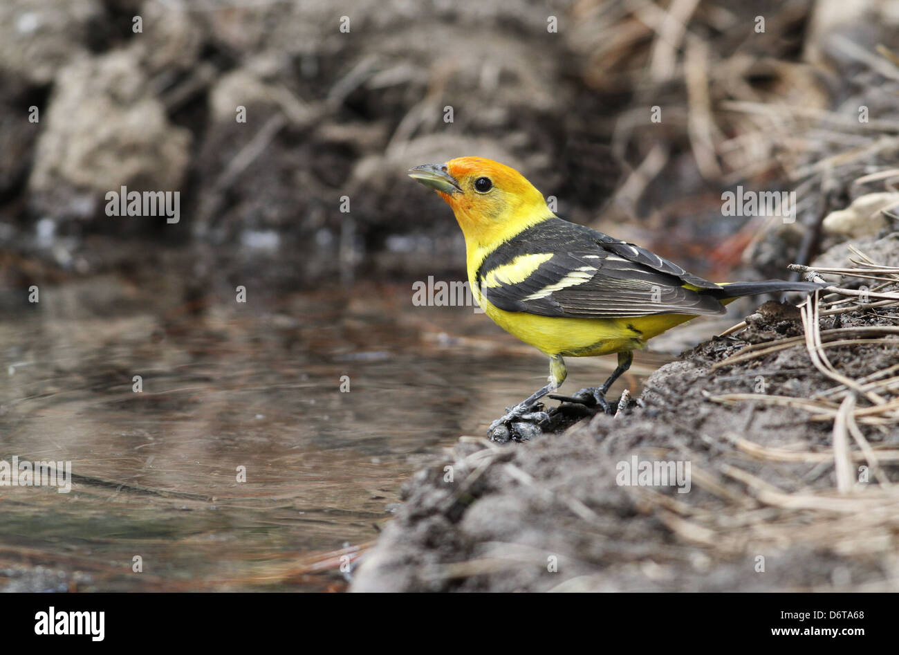 Western Tanager (Piranga Ludoviciana) unreif männlich, trinken am Pool, Utah, USA, Juni Stockfoto