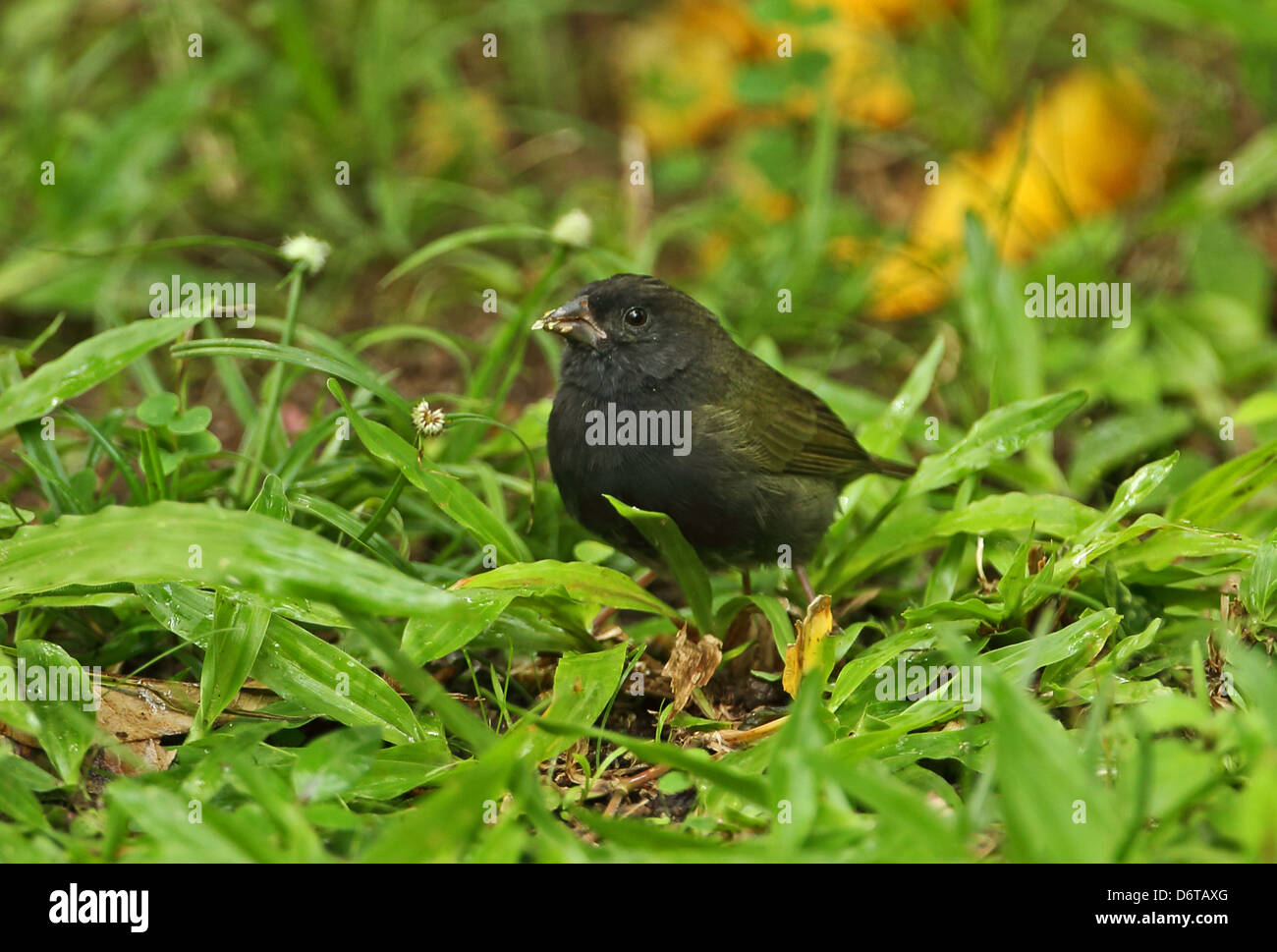 Black-faced Grassquit Tiaris bicolor Omissus Männchen ernähren sich von Unkraut Blumen am Boden Fond Doux Plantage St.Lucia Stockfoto