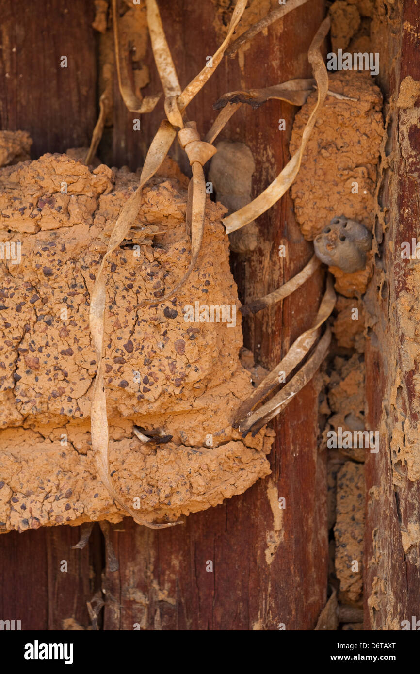 Hochbau. Nahaufnahme Detail das älteste erhaltene Gebäude (ca.. 1930) Karanambu Ranch. Guyana. Holz, Flechtwerk, Holz Stockfoto