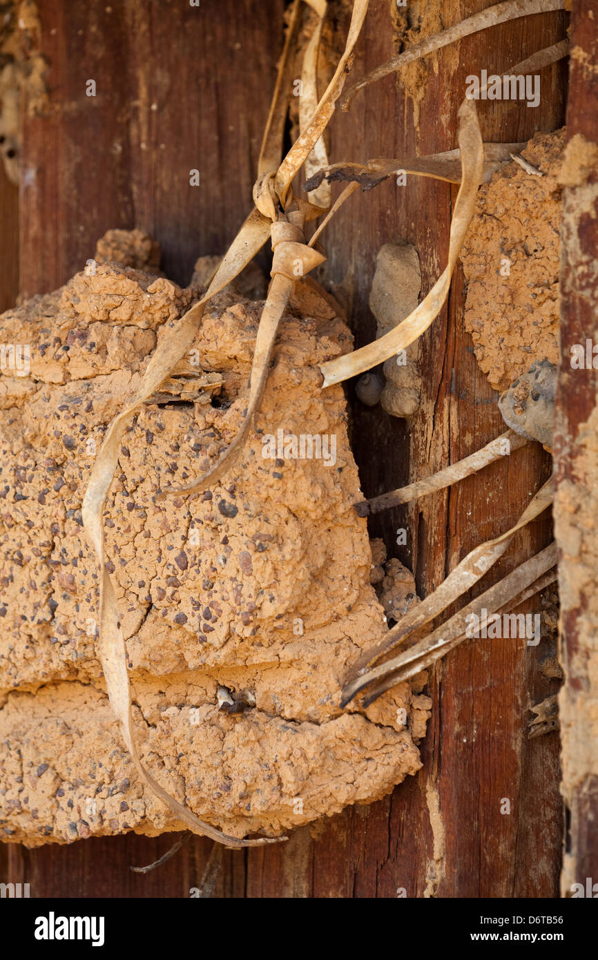 Hochbau. Nahaufnahme Detail das älteste erhaltene Gebäude (ca.. 1930) Karanambu Ranch. Guyana. Holz, Flechtwerk, Holz Stockfoto