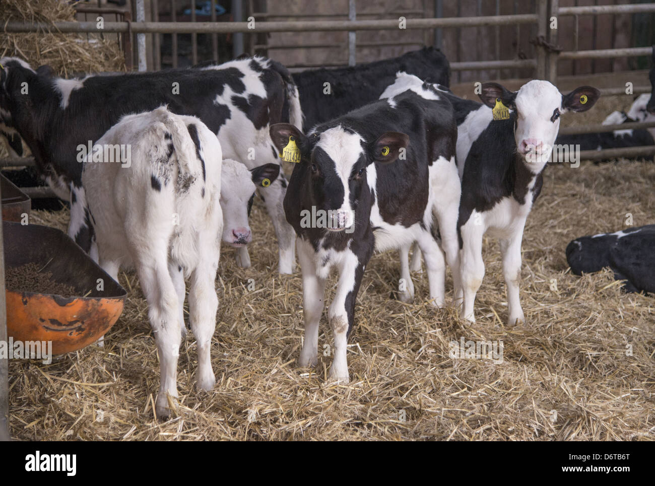 Hausrind, Holstein Kälber, stehend auf Stroh Hof, Schimmel, Flintshire, North Wales, Dezember Stockfoto