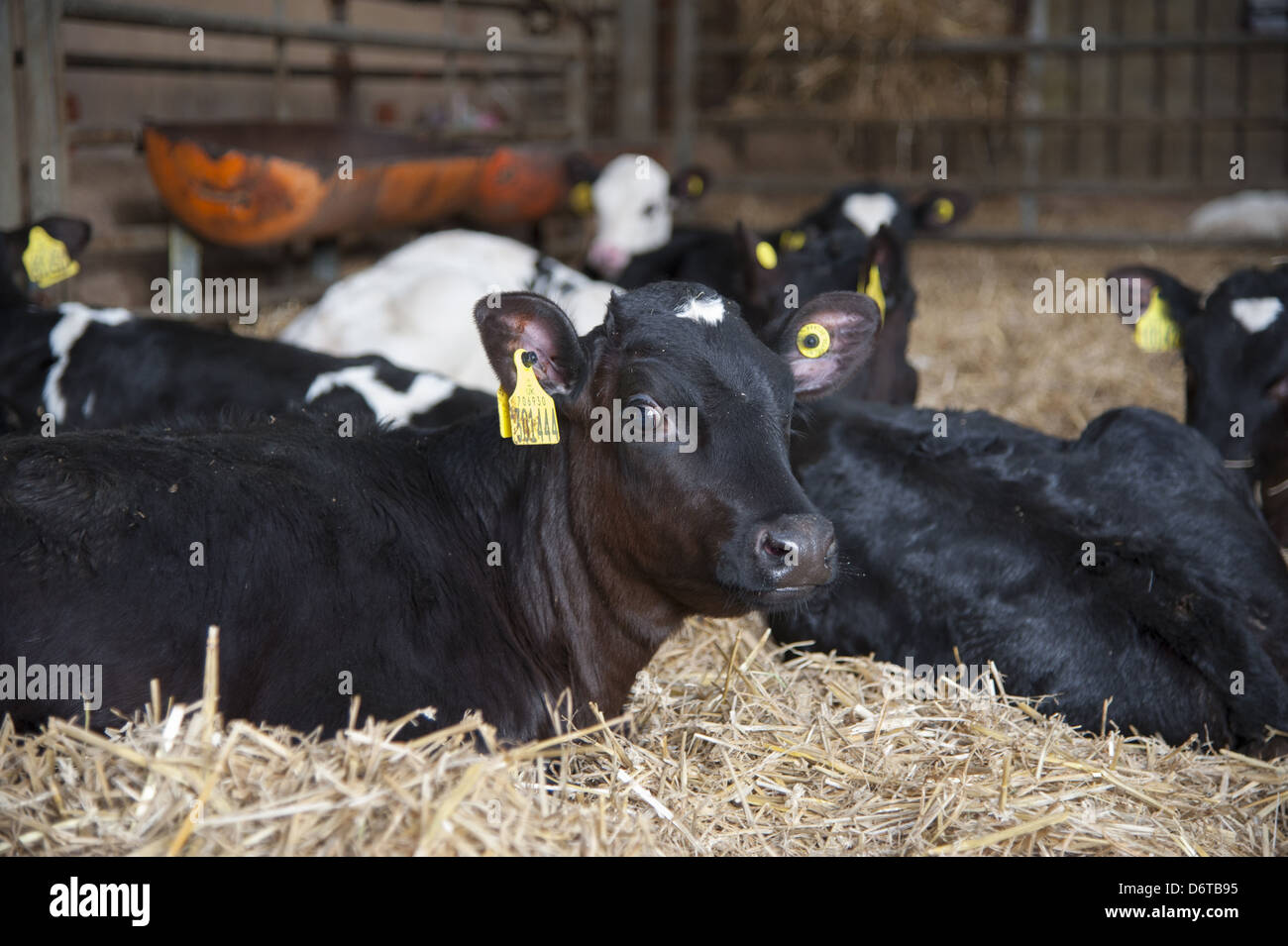 Hausrind, Holstein Kälber, ruht in Stroh Hof, Schimmel, Flintshire, North Wales, Dezember Stockfoto