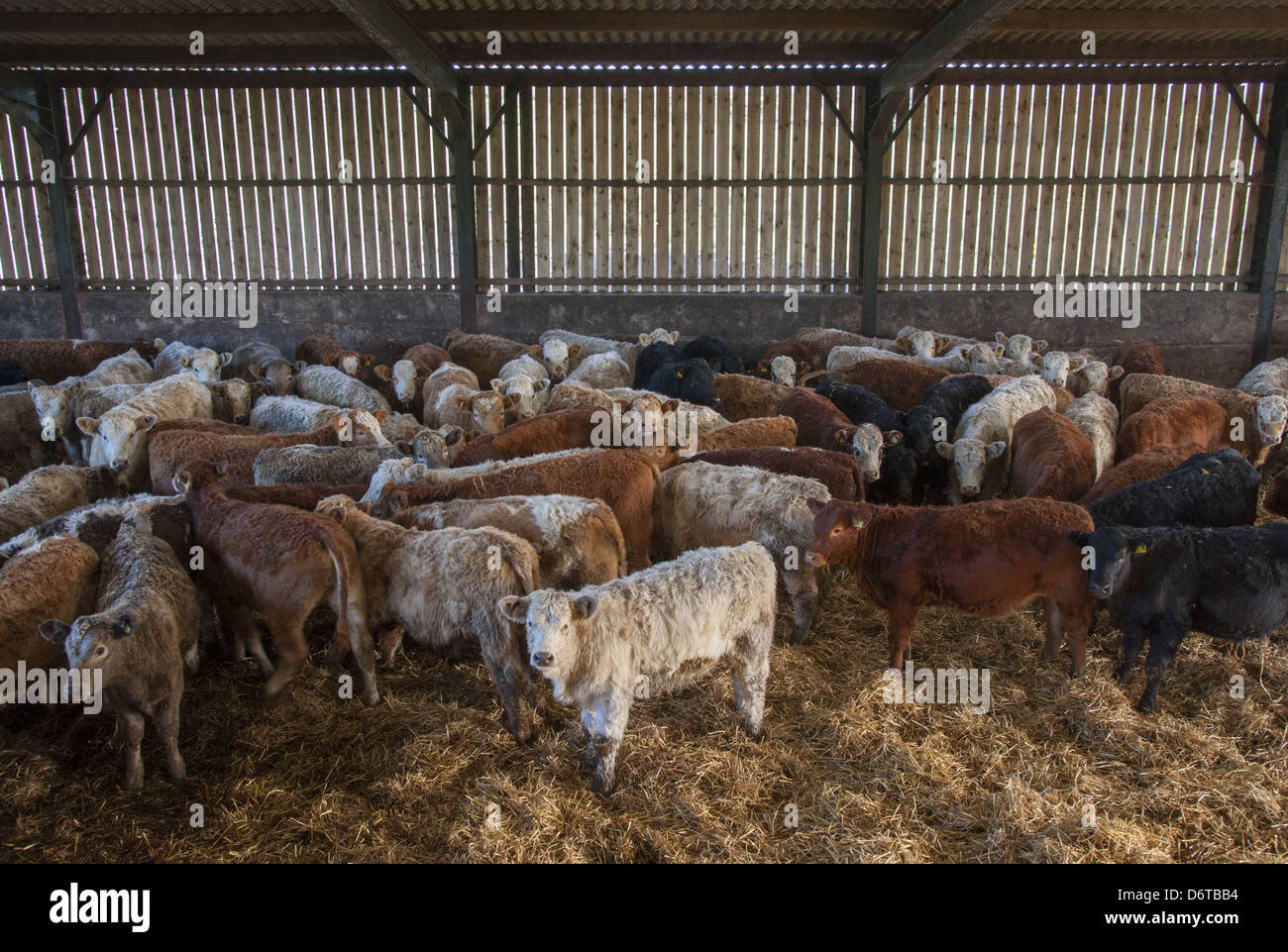 Hausrind, Gemischte Rassen von Rindfleisch Vieh zu speichern, Herde in Stroh Hof, Anglesey, North Wales, Dezember Stockfoto
