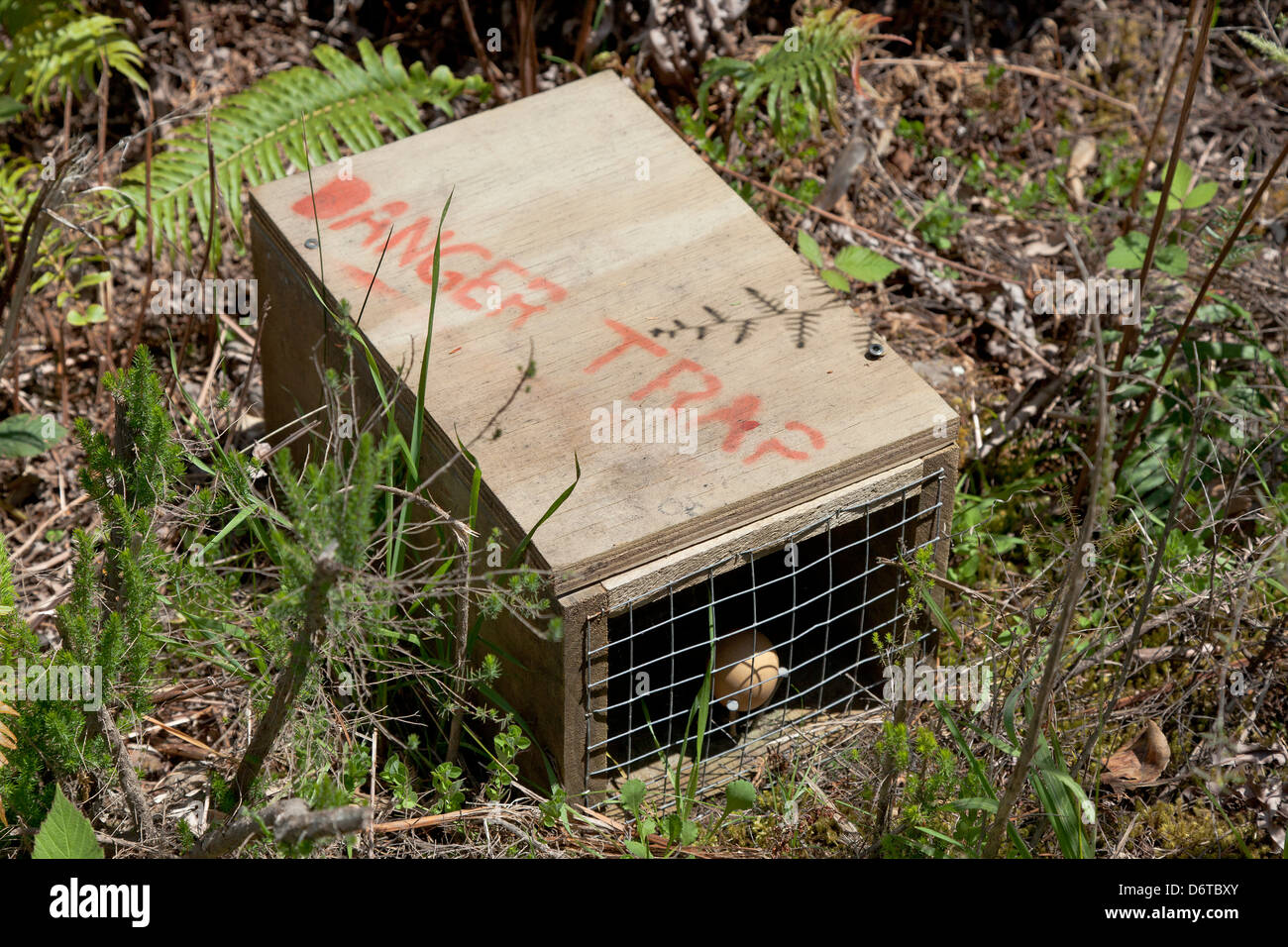 Falle für Predatorsin zu vergiften, Wald, Neuseeland Stockfoto