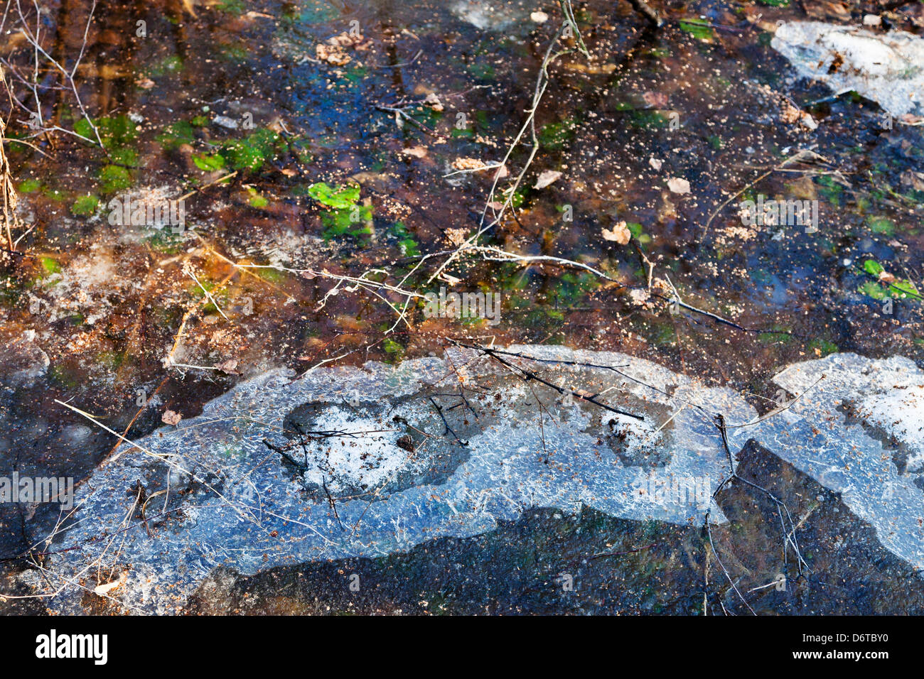 Eis, gefrorene Pfütze im Wald im Frühjahr Stockfoto