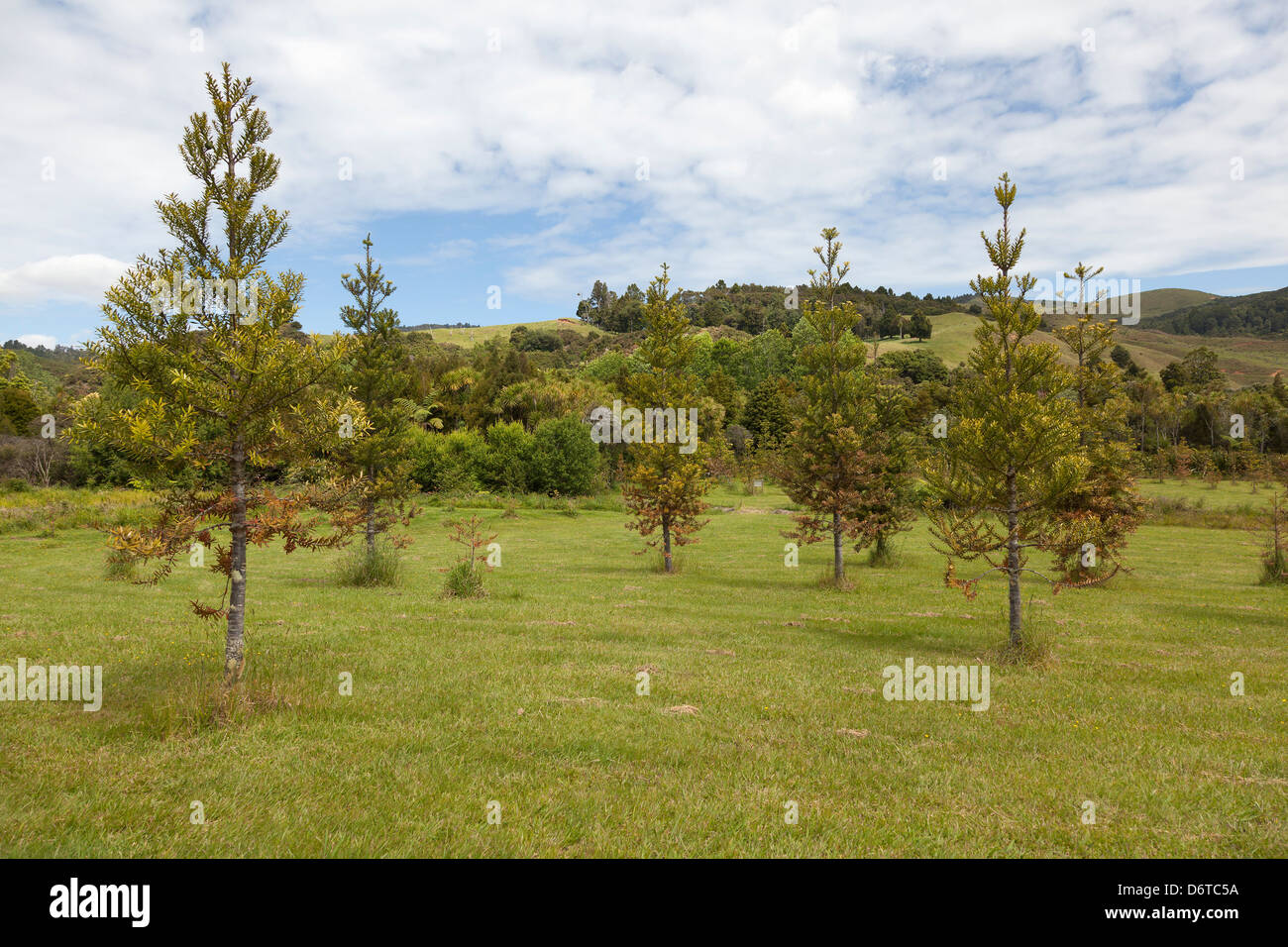 New in Whangaiterenga, Coromandel, Neuseeland 13 Jahre alten Kauri Bäume gepflanzt Stockfoto