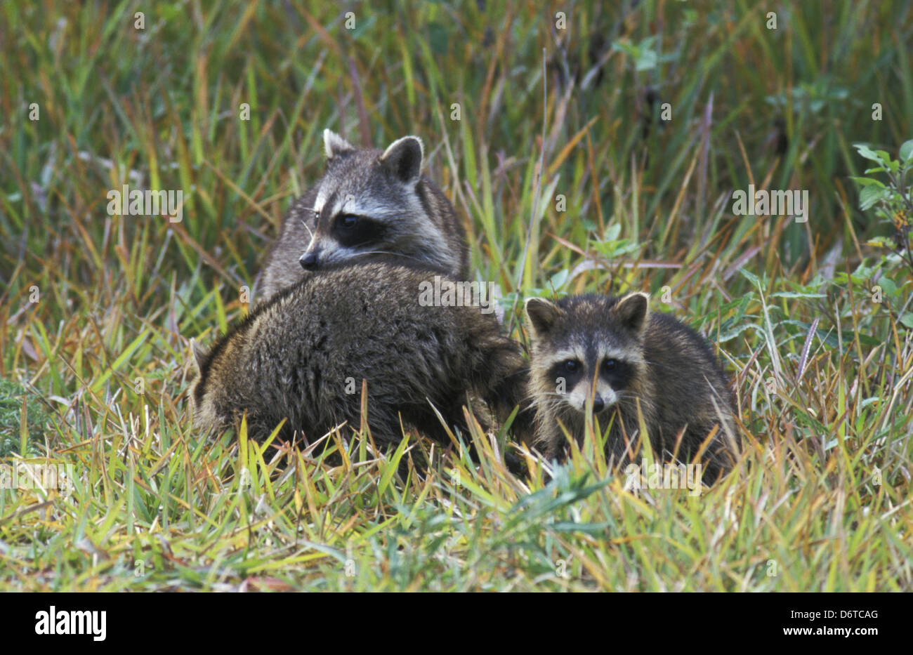 Waschbär (Procyon Lotor) Familiengruppe - USA. Stockfoto