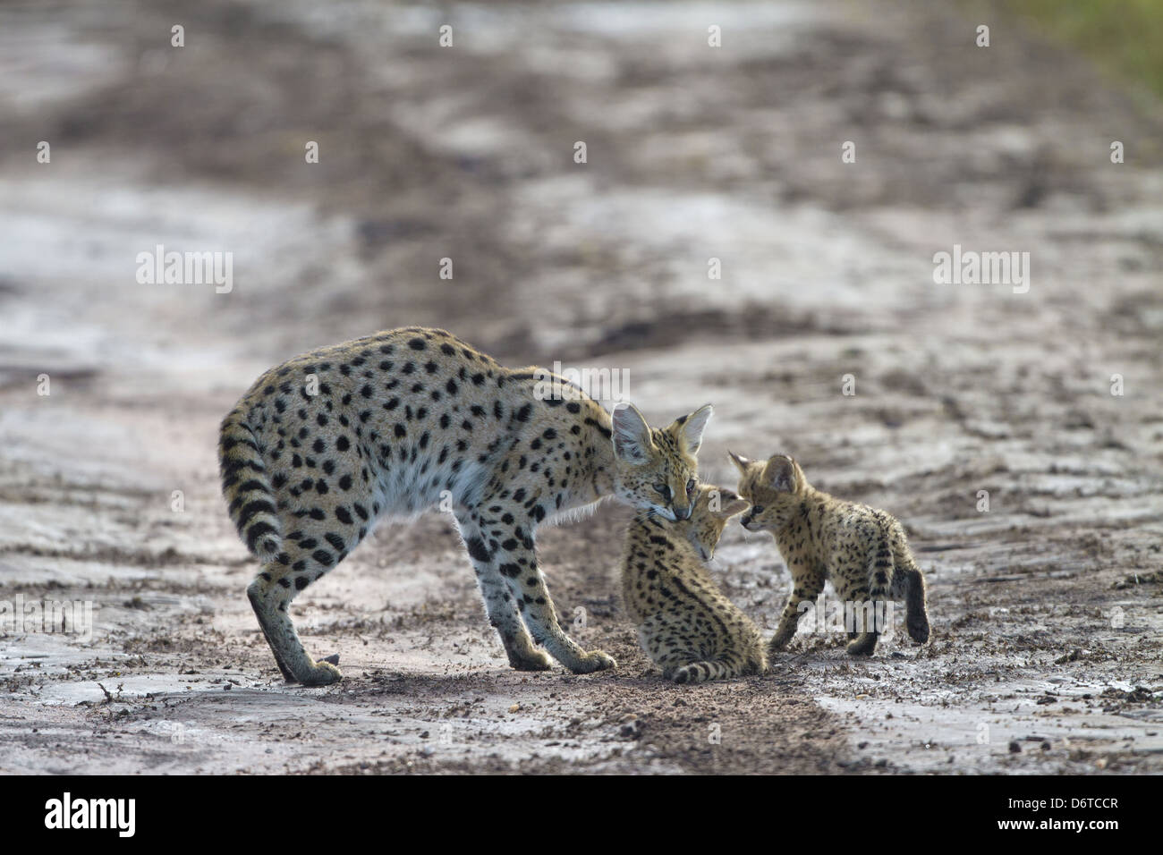 Serval (Leptailurus Serval) Erwachsenen, Abholung Cub in Mund, Serengeti N.P., Tansania, Dezember Stockfoto