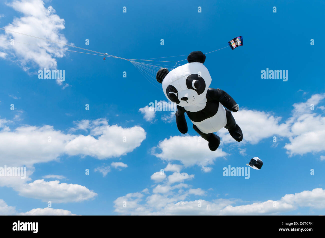 Giant Panda kite Stockfoto