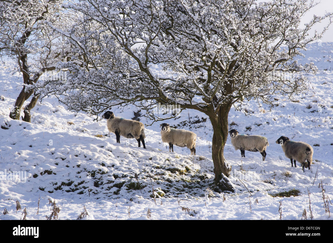 Inländische Schafe Swaledale Mutterschafe stehend neben Bäume im Schnee Dinkling grün Whitewell Clitheroe Wald Bowland Lancashire Stockfoto