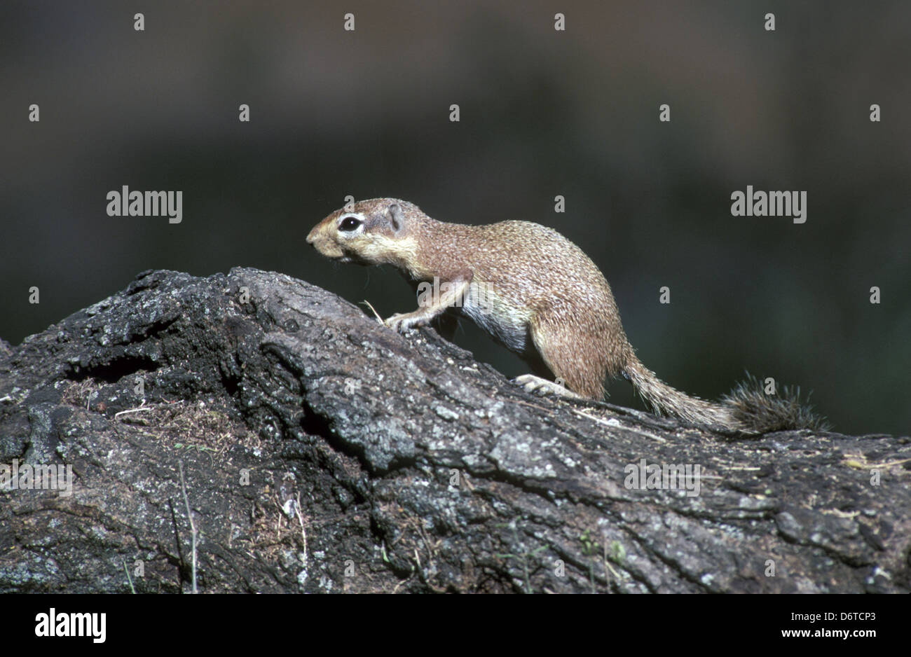 Eichhörnchen - Boden Unstriped (Xerus Rutilus) Stockfoto