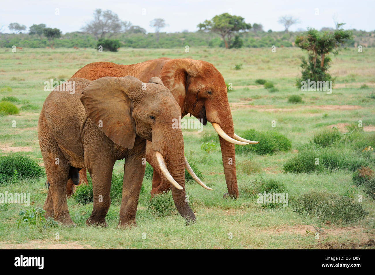 Elefanten im Tsavo East Nationalpark, Kenia, Ostafrika Stockfoto