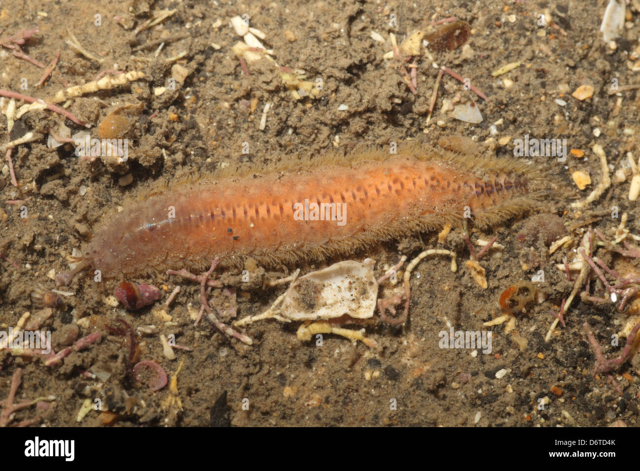 Skalieren Sie Wurm (Lagisca Extenuata) Erwachsenen, Kimmeridge Bay, Dorset, England, Januar Stockfoto