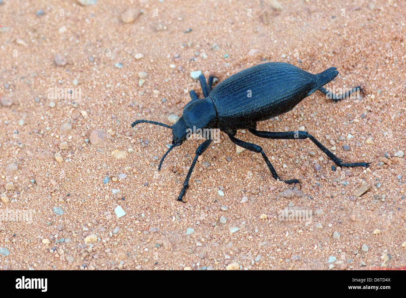 Hologramm-Käfer (Eleodes Obscurus) Erwachsenen, zu Fuß auf Sand, Arches Nationalpark, Utah, USA, Mai Stockfoto