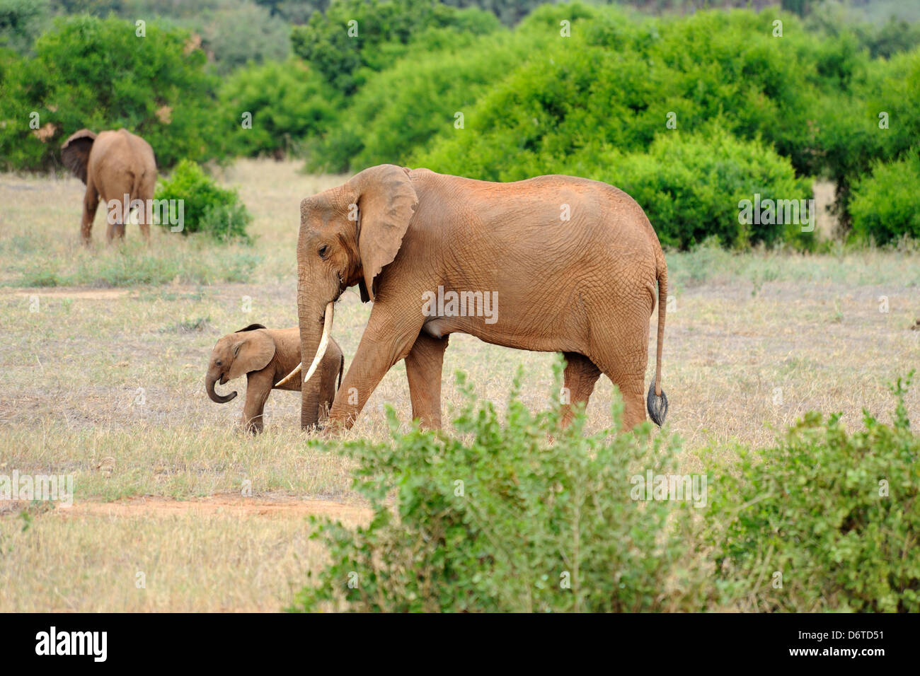 Elefantendame mit jungen in Tsavo East Nationalpark, Kenia, Ostafrika Stockfoto