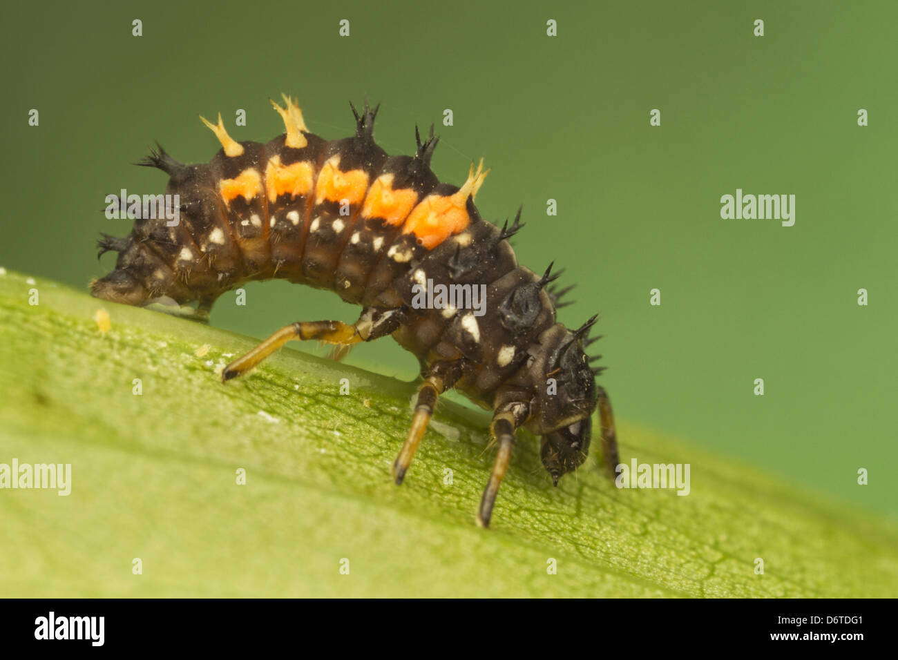 Harlekin-Marienkäfer (Harmonia Axyridis) eingeführten Arten, Larve, ruht auf Blatt, Leicestershire, England, August Stockfoto