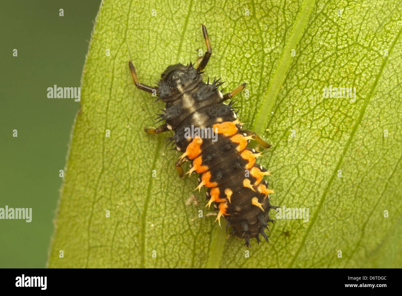 Harlekin-Marienkäfer (Harmonia Axyridis) eingeführten Arten, Larve, ruht auf Blatt, Leicestershire, England, August Stockfoto