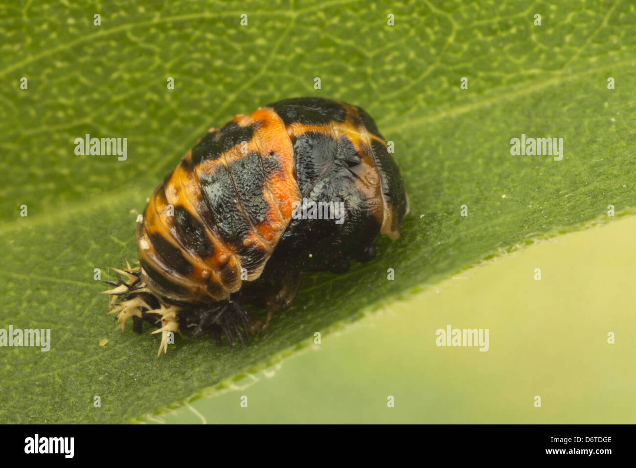 Harlekin-Marienkäfer (Harmonia Axyridis) eingeführten Arten, Puppe, befestigt, Blatt, Leicestershire, England, September Stockfoto