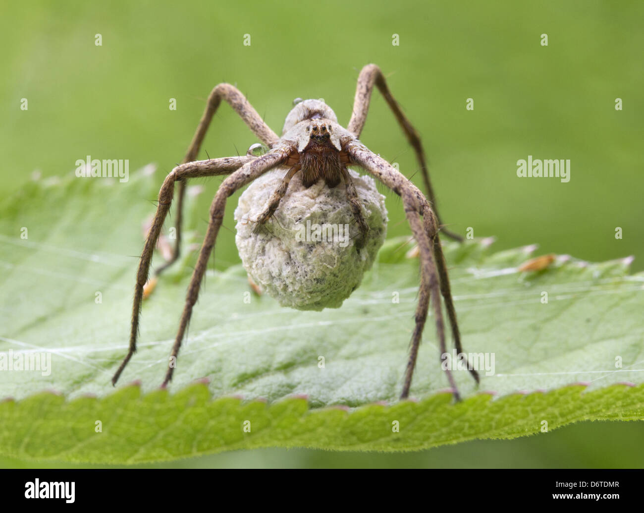 Baumschule Web Spider (Pisaura Mirabilis) Erwachsenfrau tragen Ei Sac auf Blatt, Leicestershire, England, Juli Stockfoto