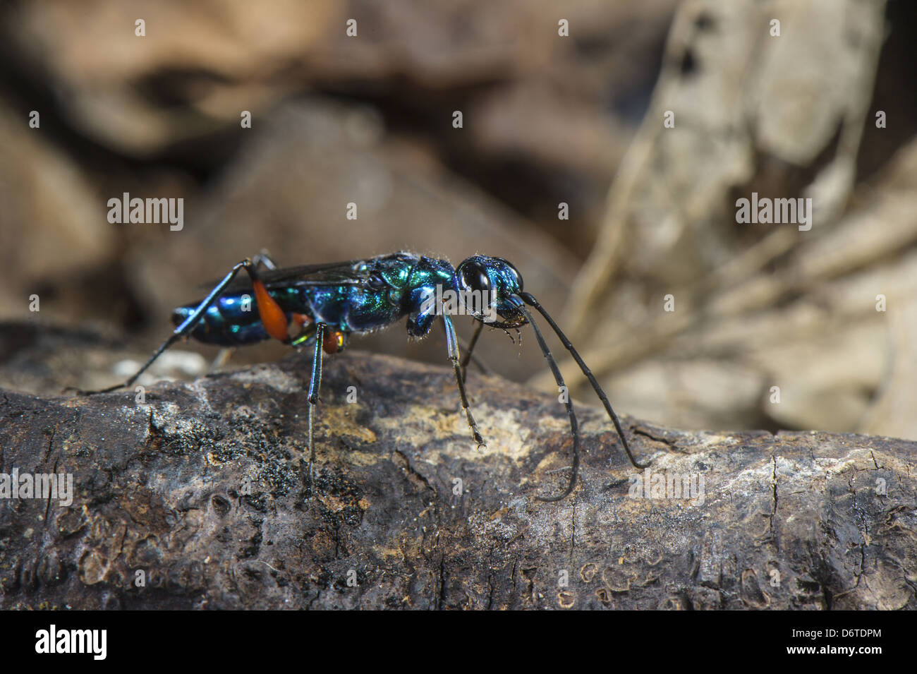Ampulex compressa Fotos und Bildmaterial in hoher Auflösung Alamy