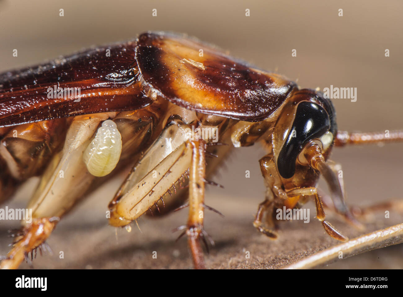 Smaragd Schabe Wespe Ampulex Compressa Larve befestigt amerikanische Schabe Periplaneta Americana Host Süd Afrika Asien Stockfoto