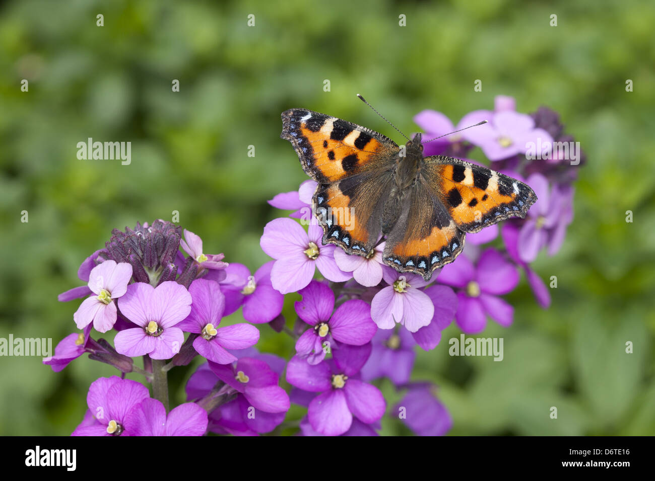 Kleine Schildpatt (Aglais Urticae) Erwachsene, Fütterung auf mehrjährige Mauerblümchen Blumen im Garten, England, Juni Stockfoto