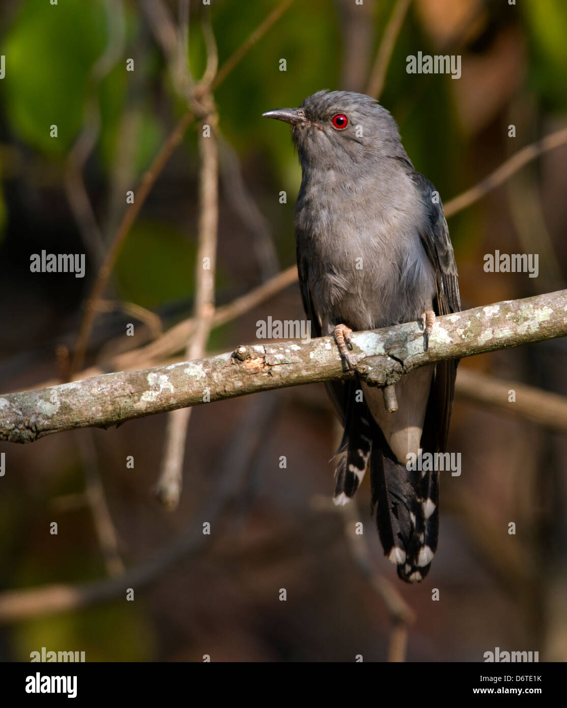 Grau-bellied Kuckuck (Cacomantis passerinus) Stockfoto