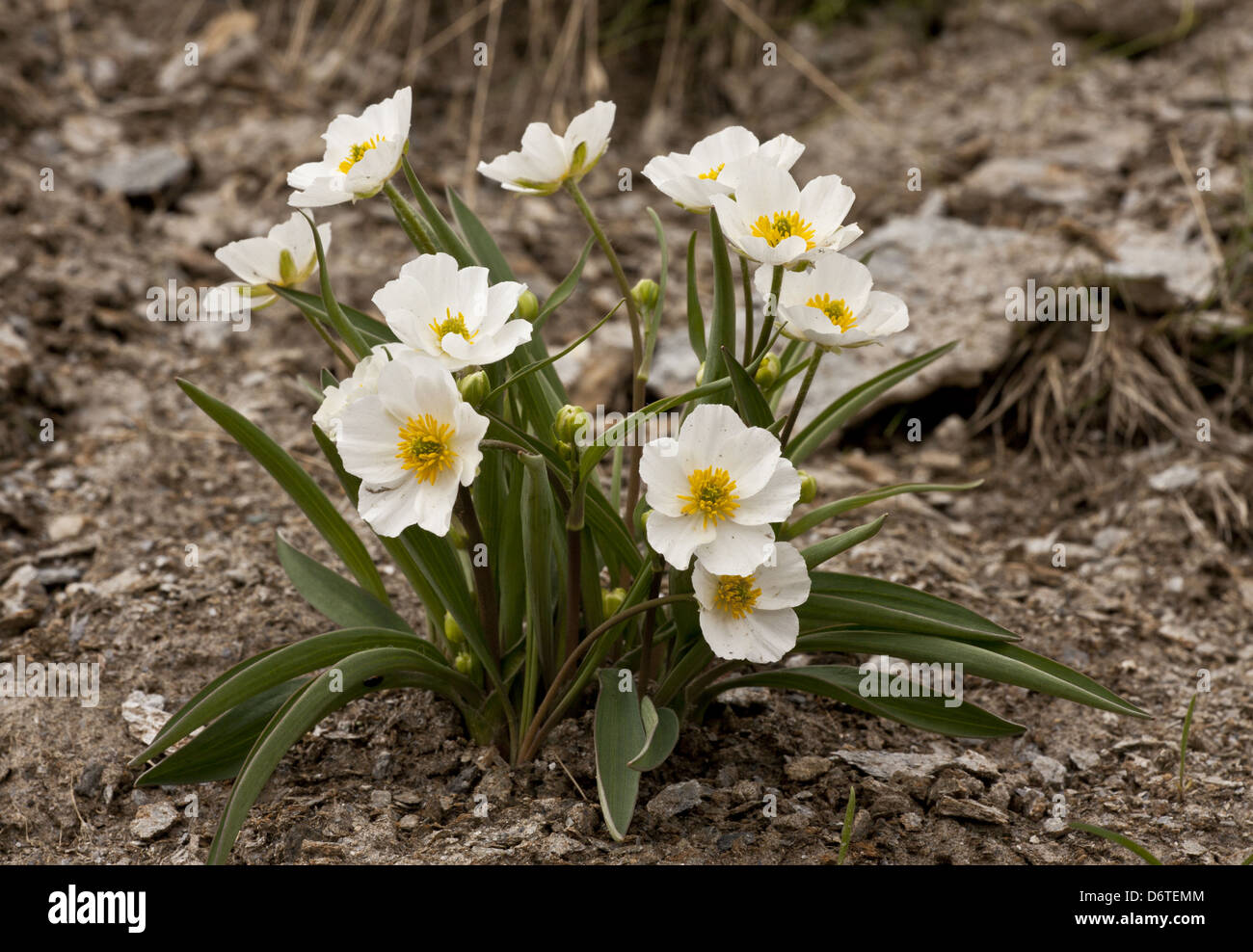 Pyrenäen-Hahnenfuß (Ranunculus Keupferi) Blüte, Col Agnel, Französische Alpen, Frankreich, Juni Stockfoto